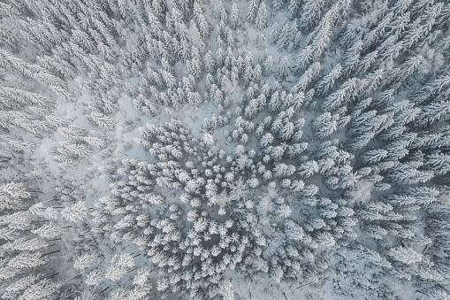 Aerial view of snow-covered mountain spruce forest in the middle of winter, south-western Poland.