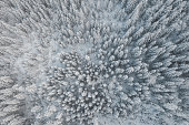 Snow-covered mountain spruce forest