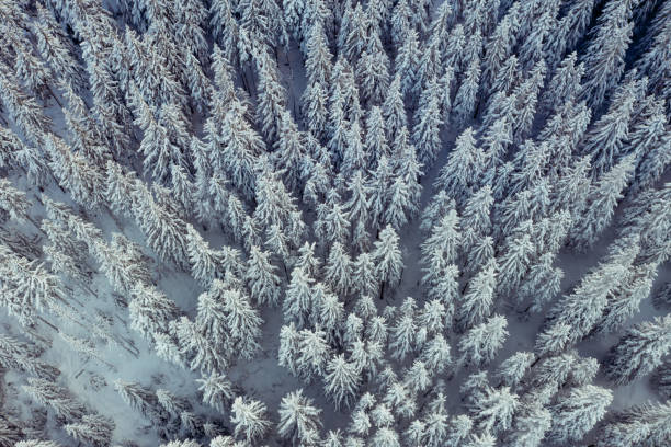 istock Aerial view of spruce trees covered with snow 1295299603
