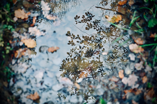 Leaves, reflection, water, puddle