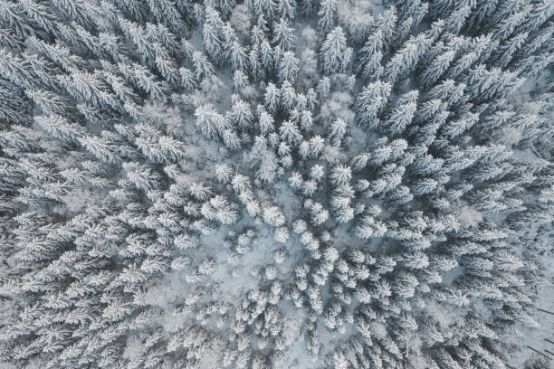 istock Winter forest, bird's-eye view 1295300395