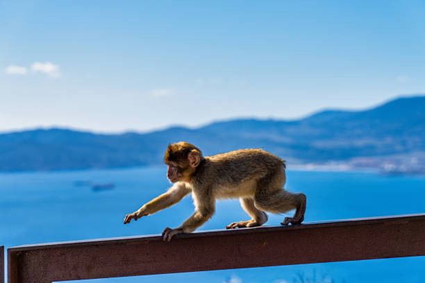 Two adults and a baby Barbary Macaque, Macaca sylvanus, resting on the cable-car's supporting pylons far above a steep drop with the Queensway Quay area of the city of Gibraltar in the background.