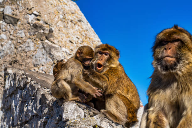 istock Wild macaque or Gibraltar monkey, attraction of the British overseas territory. 1295301501
