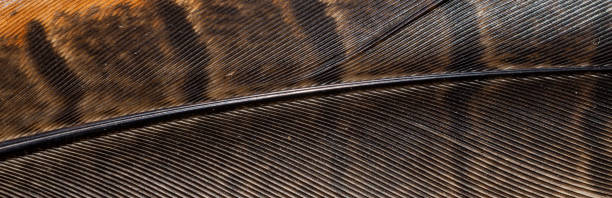 istock brown pheasant feathers with dark stripes. background 1295301592