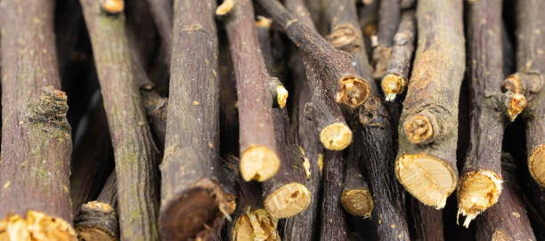 istock dried apple twigs with visible details. background or textura 1295301813