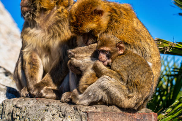Close up of a wild macaque or Gibraltar monkey, one of the most famous attractions of the British overseas territory.