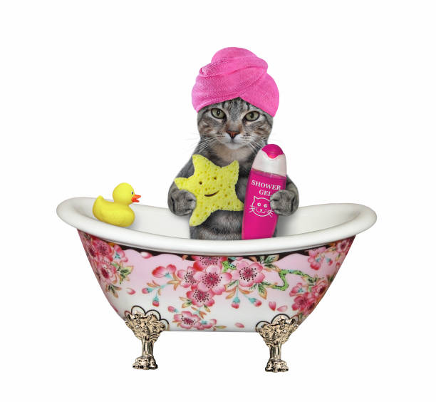 istock Cat gray with sponge takes bath 1295302023