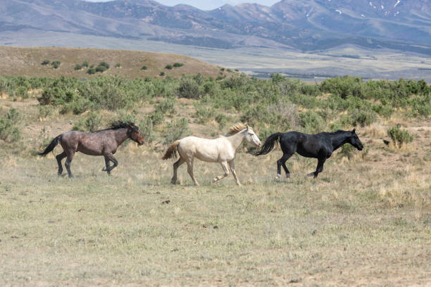 istock Wild Horses in the Utah Desert 1295303792