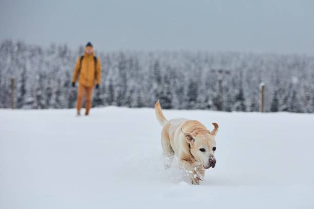 istock Young man with dog in winter nature 1295304033