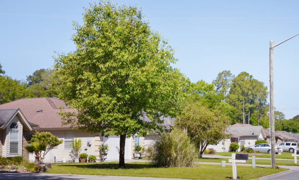 istock Homes, Savannah. COVID-19: Stay Home concept. 1295305783