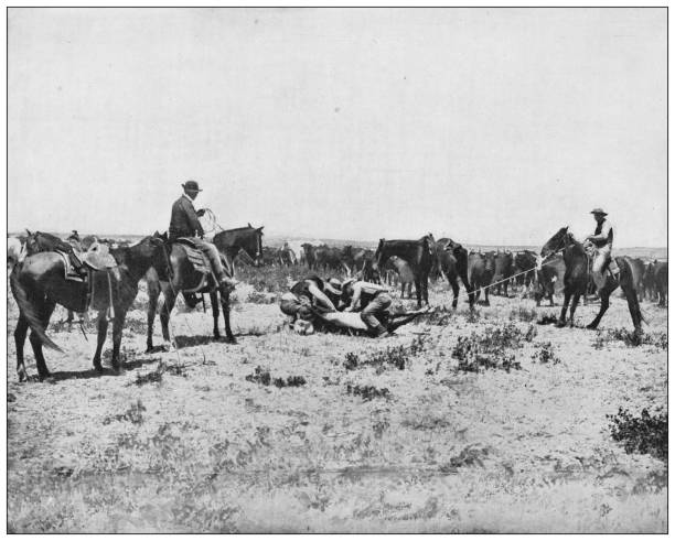 starožitná fotografie: kovbojové - kráva samice fotky stock ilustrace