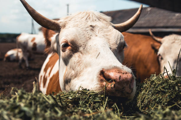 istock Cows on the form. Milk, meat production. Household animals. 1295308117
