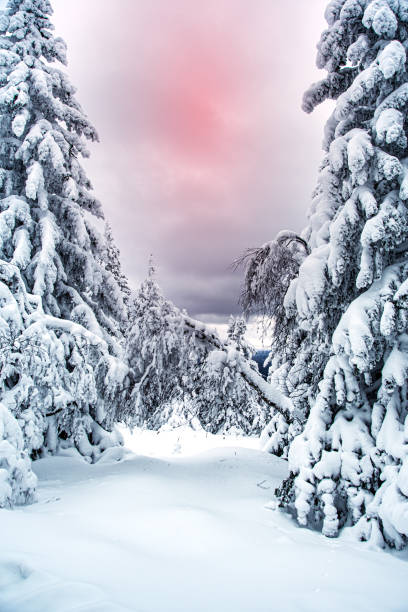istock Frozen fir trees under pink sunset sky. Russian winter forest with thick branches. 1295308234