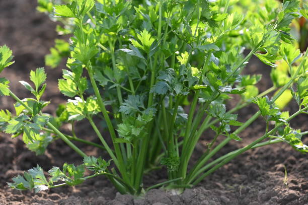 cime di sedanoac - celery leaf celeriac isolated foto e immagini stock