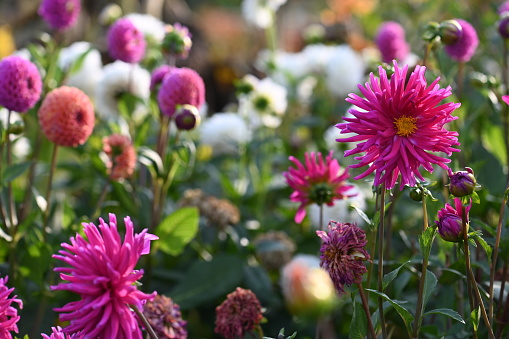 Pink dahlia's flowering in an allotment in late Summer