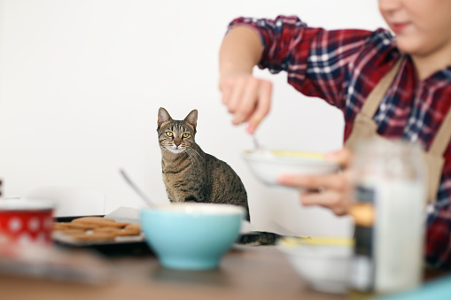 Young woman baking cookies with a cat at home. About 20 years old, Caucasian female.