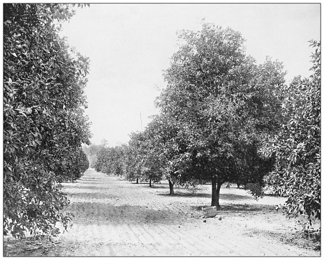 Antique photograph: Orange orchard, Seville, Florida