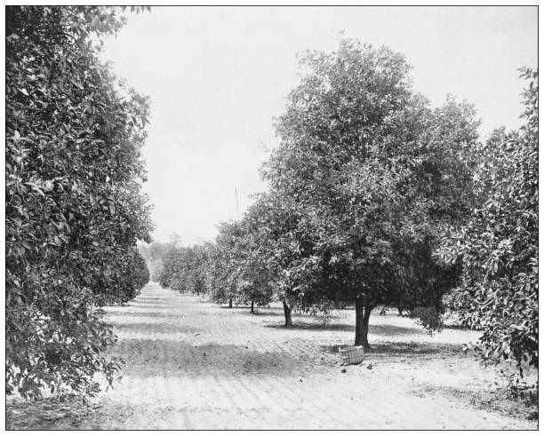 Antique photograph: Orange orchard, Seville, Florida Antique photograph: Orange orchard, Seville, Florida orchard photos stock illustrations