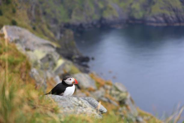 istock Puffin bird in Norway 1295309535