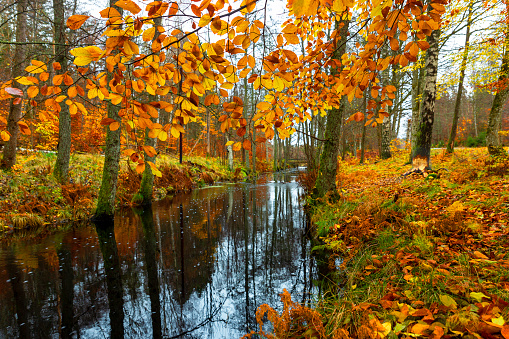 The most beautiful colors of autumn in Savsat Artvin