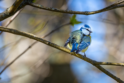 Blue Tit bird sitting on a branch