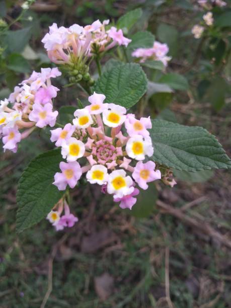 istock Lantana camara flower 1295311528
