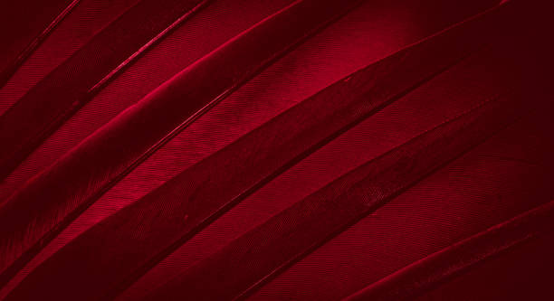 istock red feather pigeon macro photo. texture or background 1295311543