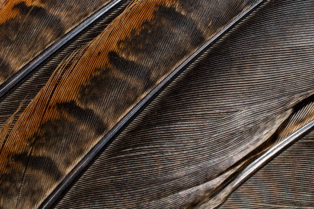 istock brown pheasant feathers with dark stripes. background 1295311780