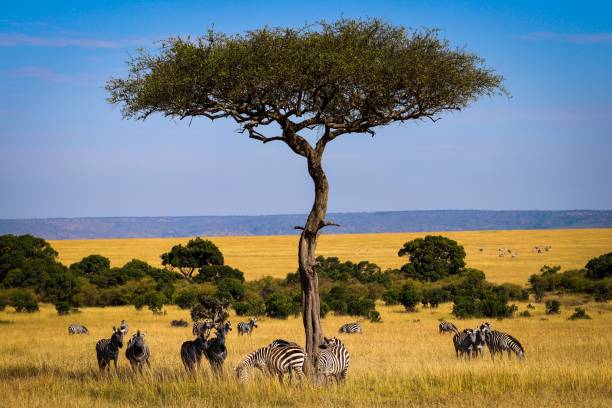 istock Zebras in Masa Mara 1295315631