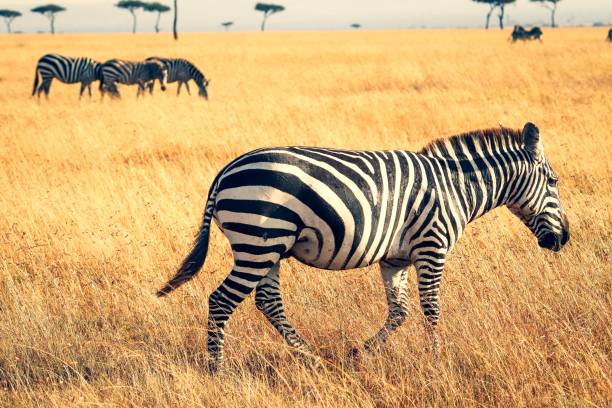 istock Zebras in Masa Mara 1295315654