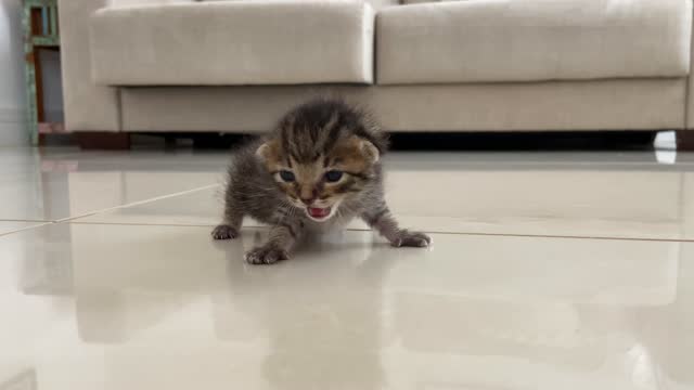 Newborn kitten meowing to mother