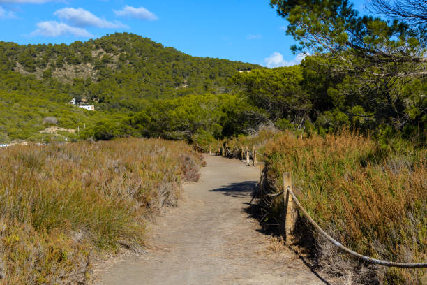 Route between the sand dune, Es Caballet stock photo