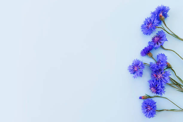 istock Flower frame / border of blue cornflowers on a pastel blue background. 1295320013
