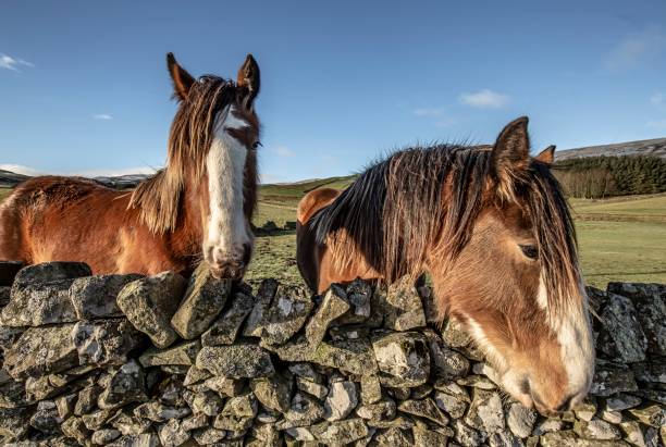 istock Rural Lands & Horses. 1295322460