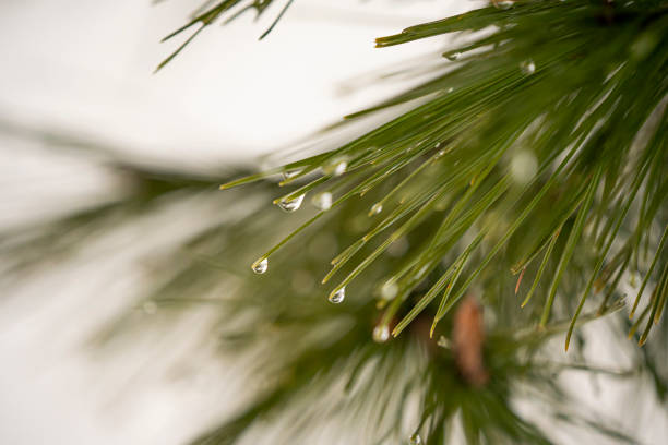 istock Trees, pines, branches, leaves, drops of water and nature 1295323540