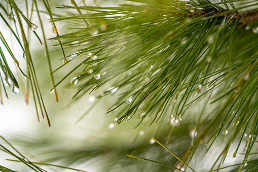 Close-up photo of Vanderwolf's Pyramid Limber Pine (Pinus flexilis 'Vanderwolf's Pyramid') needles