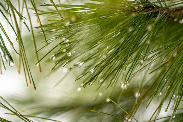 Photo of Trees, pines, branches, leaves, drops of water and nature