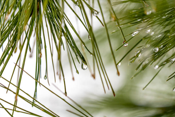 istock Trees, pines, branches, leaves, drops of water and nature 1295323567