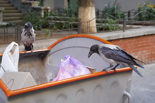 City Birds Looking for Food. Crow on Garbage. Waste is Food for Animals. Raven and City. Bird on Garbage. Crows on Waste. Problem of Trash Bird. Sitting on Trash. Animals in the Rubbish. Birdlife City