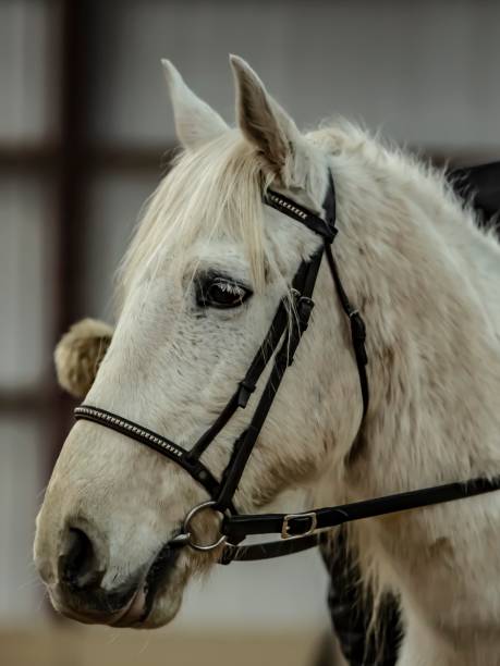 istock Beautiful White Horse. 1295324172