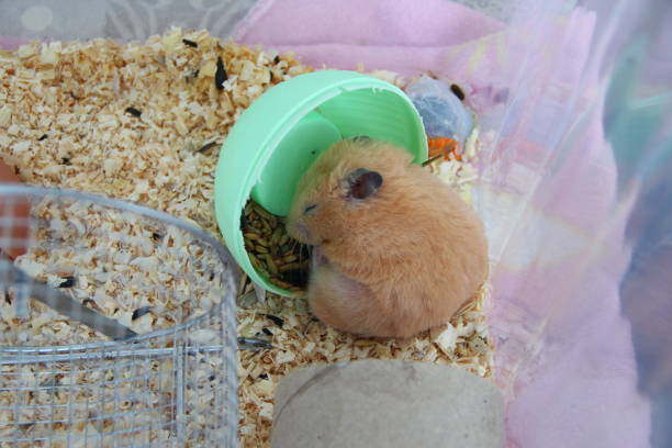 Syrian hamster sleeps in its own feeder Orange syrian hamster sleeps in its own feeder rat cage stock pictures, royalty-free photos & images