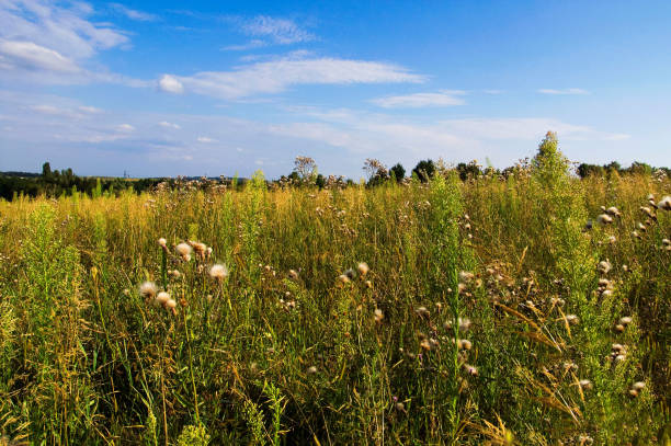 Field of grass and cloudy sky