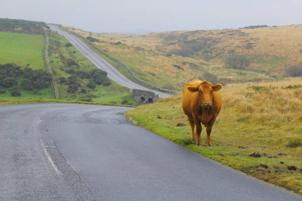 istock Cow on the road 1295326178