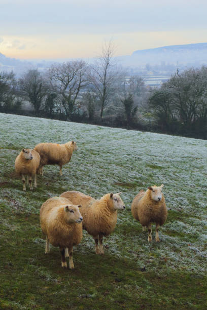 istock Sheep on the frosty morning 1295327493