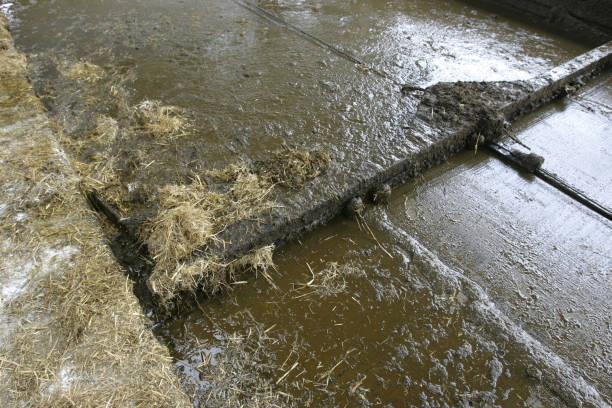istock Automatic slurry scrapers on a dairy farm in the UK. 1295332149