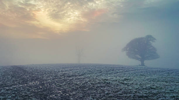 scène dramatique d’arbre d’hiver - tranquil scene tree sunset snow photos et images de collection