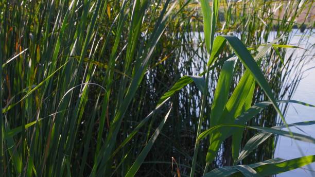 istock Lush green bulrush growing at lake shore 1295332762