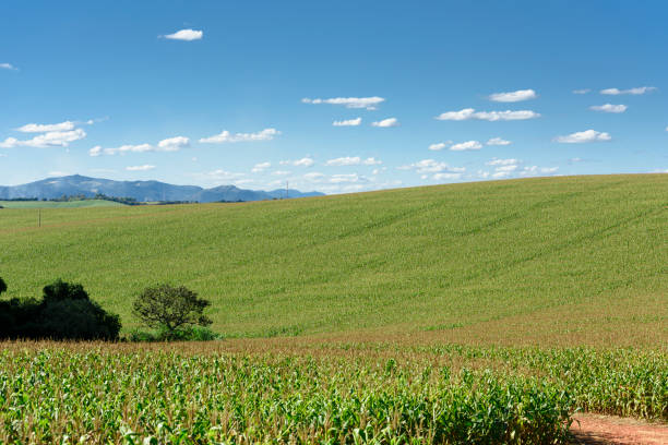 istock Corn field plantation on a sunny day 1295333432