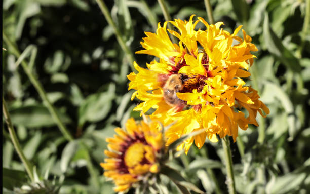 istock Yellow fluffy flower with a bumblebee. Spring garden 1295333864