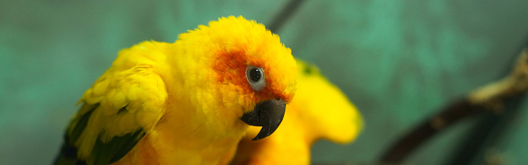 Colorful yellow parrot, Sun Conure Aratinga solstitialis, portrait profile